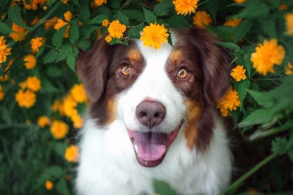 cão e flores pet_na_primavera_widexl-600x400
