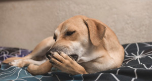 cachorro-lambendo-pata