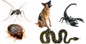 pets e animais peçonhentos